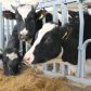 Владельцы скота в Томском районе могут бесплатно осеменить коров и телок.